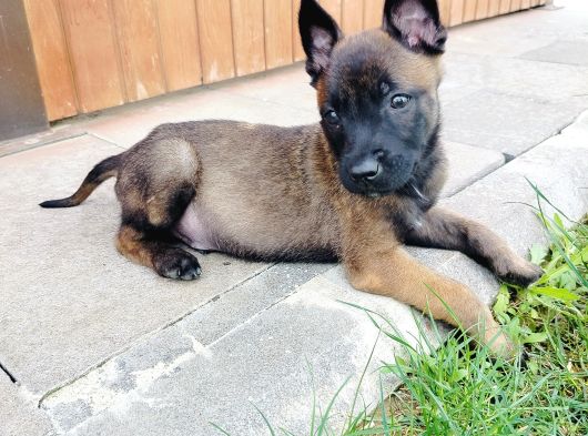 A Kalite Siyah Maskeli Belçika Yavruları görsel