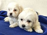 Maltese miniklerimiz