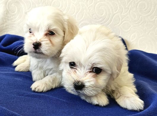 Maltese Miniklerimiz