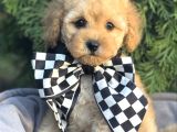 MALTİPOO CİNSİ YAVRULAR EV ÜRETİMİ