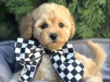 Malti̇poo Ci̇nsi̇ Yavrular Ev Üreti̇mi̇