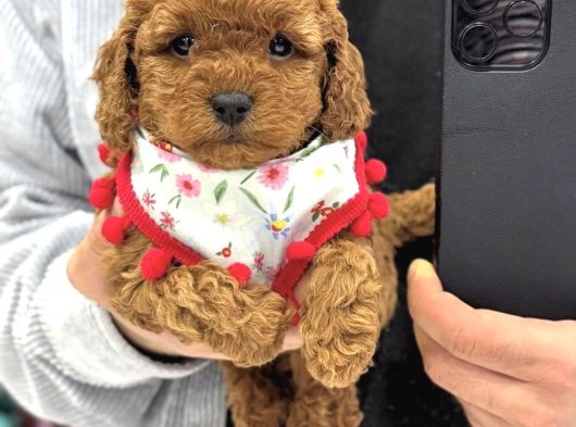 Toy Poodle Sevi̇mli̇ Yavrular Ev Üreti̇mi̇ görsel