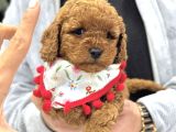 Toy Poodle Sevi̇mli̇ Yavrular Ev Üreti̇mi̇