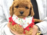 Toy Poodle Sevi̇mli̇ Yavrular Ev Üreti̇mi̇