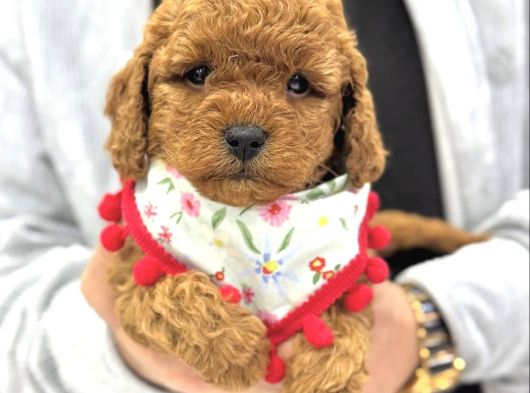 Toy Poodle Sevi̇mli̇ Yavrular Ev Üreti̇mi̇ görsel