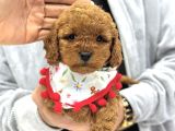TOY POODLE SEVİMLİ YAVRULAR EV ÜRETİMİ