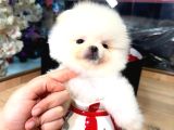 POMERRİAN BOO SEVİMLİ YAVRULAR