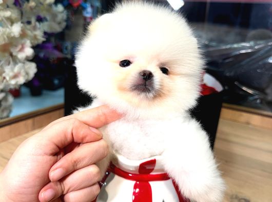 Pomerri̇an Boo Sevi̇mli̇ Yavrular
