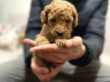 Toy Poodle Yavrular Eğitimli cep no 505 591 1855