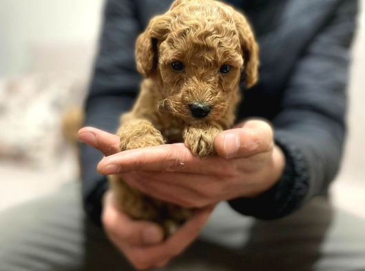 Toy Poodle Yavrular Eğitimli Cep No 505 591 1855