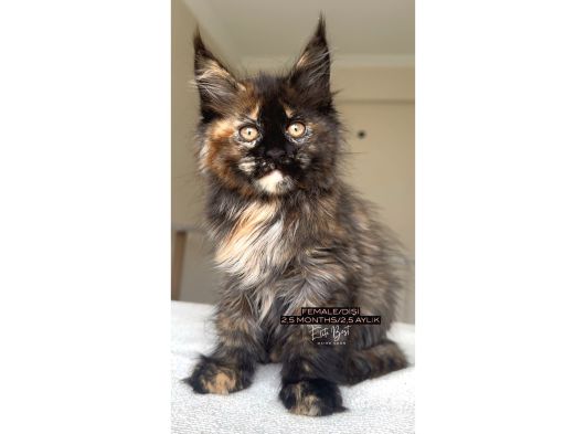 Türkiyenin Her Yerine Bizzat Teslim Dişi Maine Coon görsel