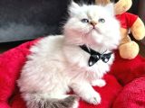 Kaliteli Longhair Erkek Yavrular
