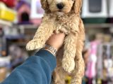 Maltipoo yavrumuz ilk aşıları yapıldı wc eğitimli