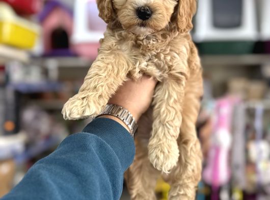 Maltipoo Yavrumuz Ilk Aşıları Yapıldı Wc Eğitimli