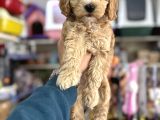Maltipoo Yavrumuz Ilk Aşıları Yapıldı Wc Eğitimli