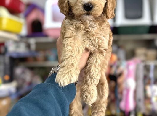 Maltipoo Yavrumuz Ilk Aşıları Yapıldı Wc Eğitimli görsel