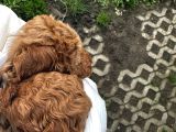 Irk Ve Sağlık Garantili Toy Poodle Yavrularımız