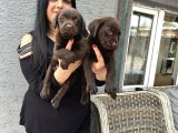 Çikolata Labrador Yavrularım