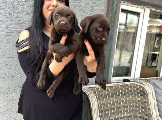 Çikolata Labrador Yavrularım görsel