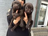 Çikolata Labrador Yavrularım