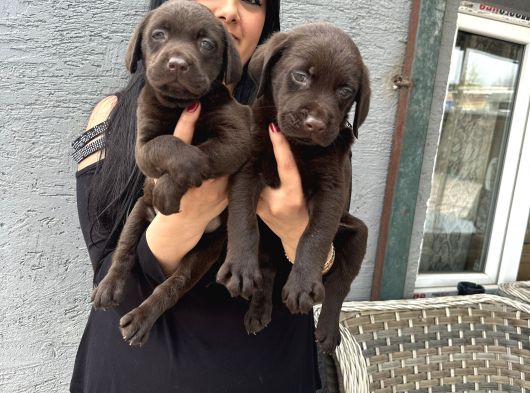 Çikolata Labrador Yavrularım görsel