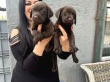 Çikolata Labrador Yavrularım
