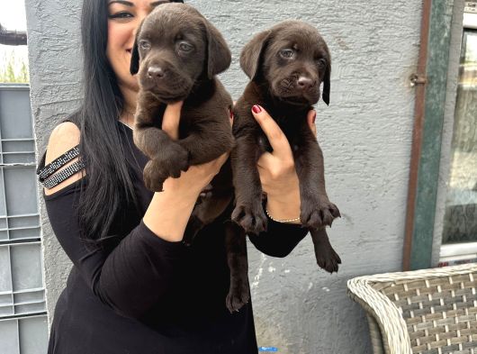 Çikolata Labrador Yavrularım görsel