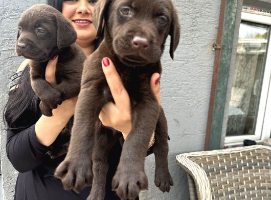 Çikolata labrador yavrularım