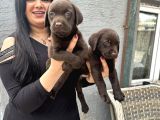 Çikolata Labrador Yavrularım