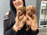 Ufacık redbrown toypoodle yavrularım