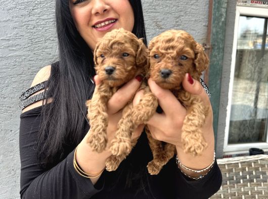 Ufacık redbrown toypoodle yavrularım