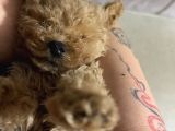 Irk Ve Sağlık Garantili Toy Poodle Yavrularımız