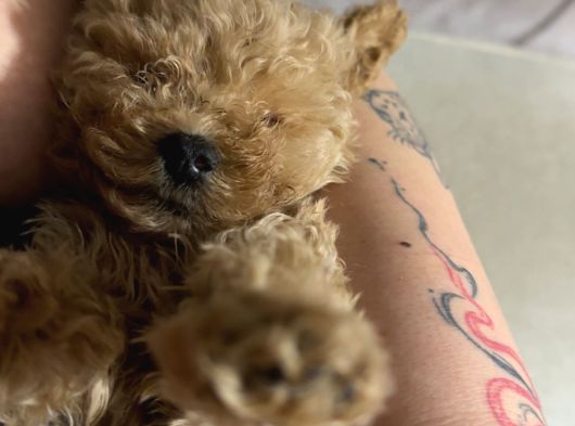 Irk Ve Sağlık Garantili Toy Poodle Yavrularımız görsel