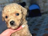 Irk ve sağlık Garantili toy poodle yavrularımız