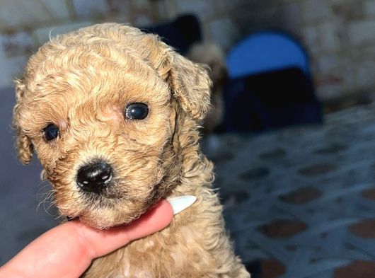 Irk ve sağlık Garantili toy poodle yavrularımız