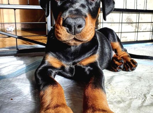 Şampiyon Soy Doberman Yavrularımız Teslime Hazır görsel