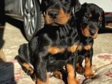 Şampiyon Soy Doberman Yavrularımız Teslime Hazır