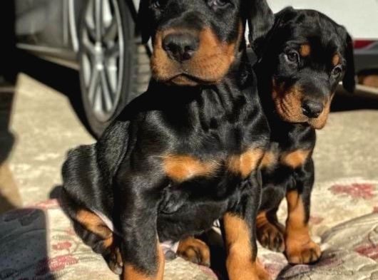 Şampiyon Soy Doberman Yavrularımız Teslime Hazır görsel