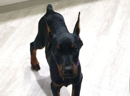 Şampiyon soy doberman yavrularımız Teslime hazır