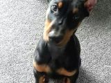 Şampiyon Soy Doberman Yavrularımız Teslime Hazır