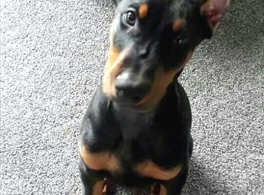 Şampiyon Soy Doberman Yavrularımız Teslime Hazır görsel
