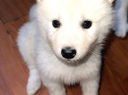 Irk ve sağlık garantili samoyed yavrularımız teslime hazır