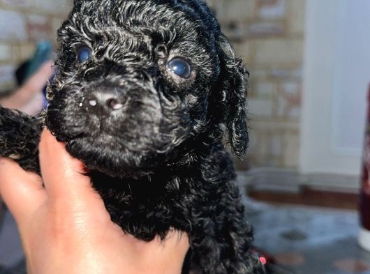 Irk Ve Sağlık Garantili Toy Poodle Yavrularımız görsel