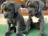 SAFKAN A KALİTE CANE CORSO YAVRULARIMIZ TESLİME HAZIRLAR