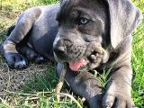 Safkan A Kali̇te Cane Corso Yavrularimiz Tesli̇me Hazirlar