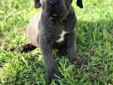 Safkan A Kali̇te Cane Corso Yavrularimiz Tesli̇me Hazirlar