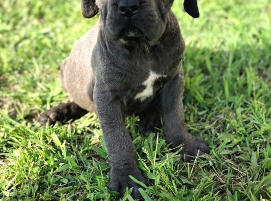 Safkan A Kali̇te Cane Corso Yavrularimiz Tesli̇me Hazirlar görsel