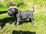 Safkan A Kali̇te Cane Corso Yavrularimiz Tesli̇me Hazirlar