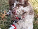Orijinal Border Collie Yavrularımız Teslime Hazırlar