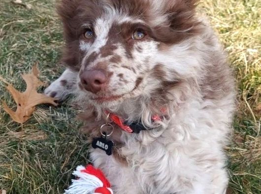 Orijinal Border Collie Yavrularımız Teslime Hazırlar görsel